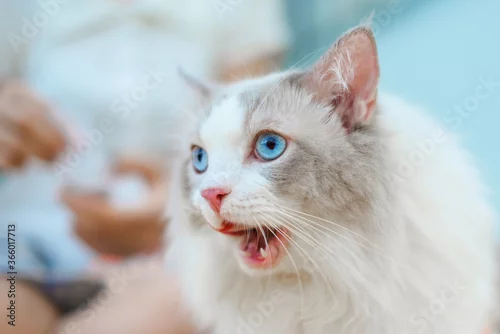 Fototapeta Cute Ragdoll cat open mouth and lick, looks like cat speaking