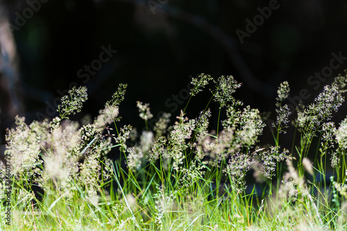 Graminées des sous-bois vosgiens - poésie graphique - forêt vosgienne photo