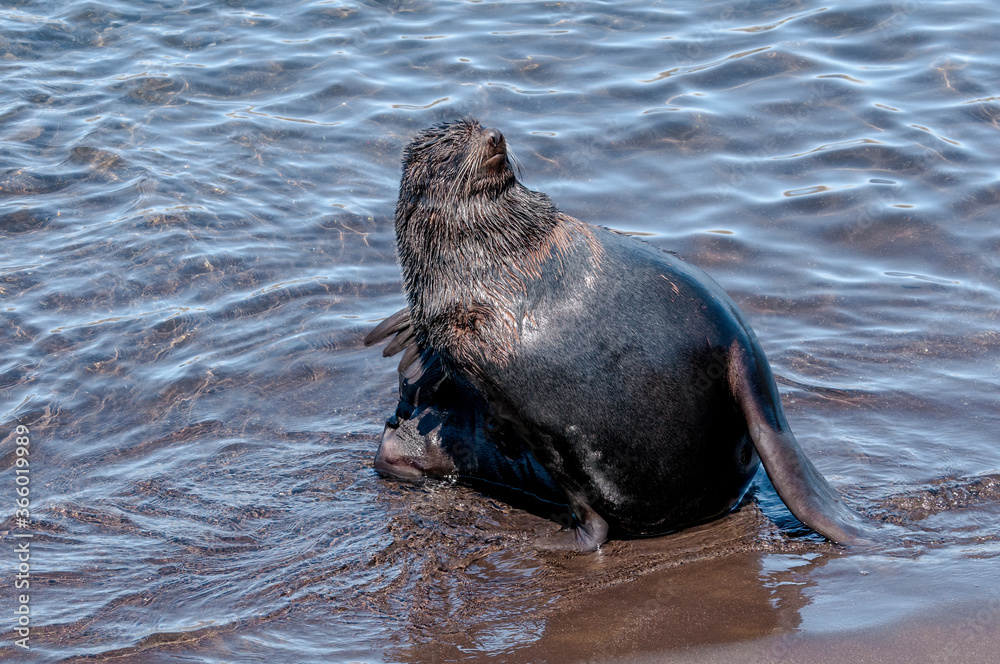 Fototapeta premium Northern Fur Seal (Callorhinus ursinus) at hauling-out in St. George Island, Pribilof Islands, Alaska, USA