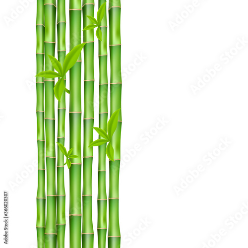 Banner with green bamboo stems realistic vector illustration isolated on white.