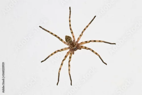 Fototapeta na wymiar Top view of  Huntsman spider Eusparassus walckenaeri on white