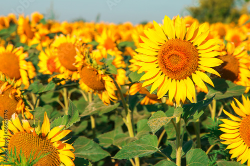 Sunflowers on the farm field close-up  sunny morning  harvest time. Commercial for packaging and advertising. Copy space.