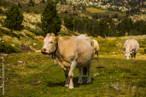 Mountain cow in La Cerdanya, Barcelona, Spain © Alberto Gonzalez 