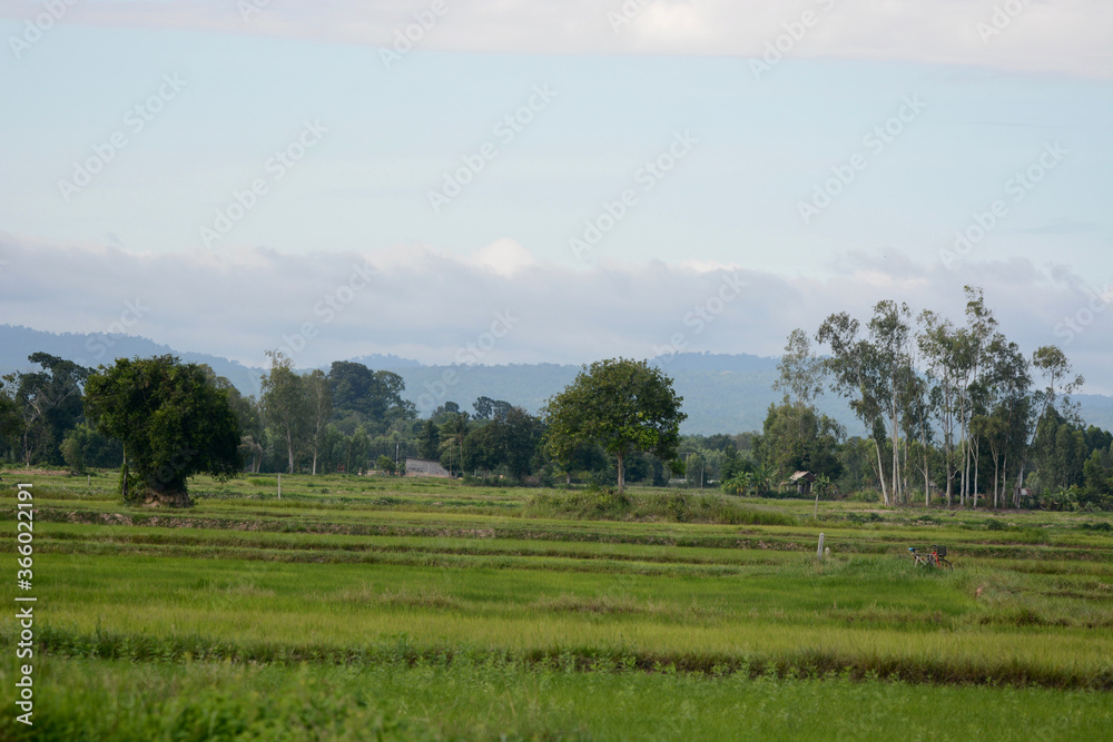 Rice field landscape