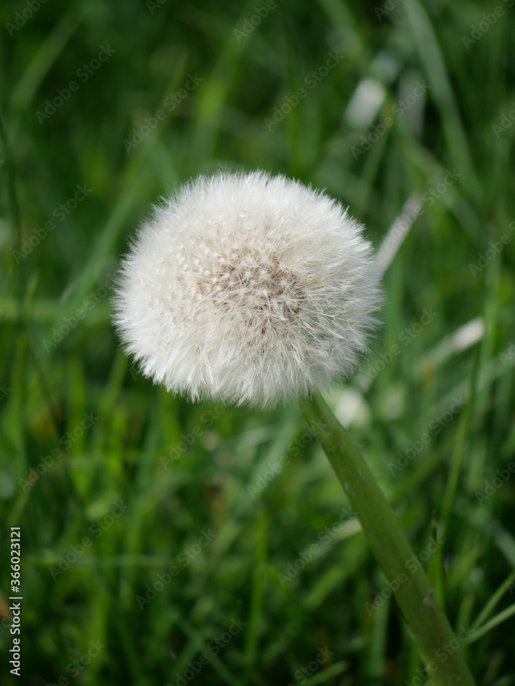 Dandelion in the grass Dandelion in the grass