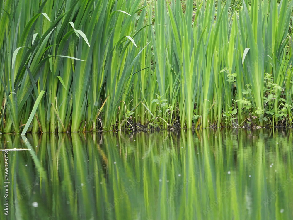 Reeds reflected in a poind Reeds reflected in a poind