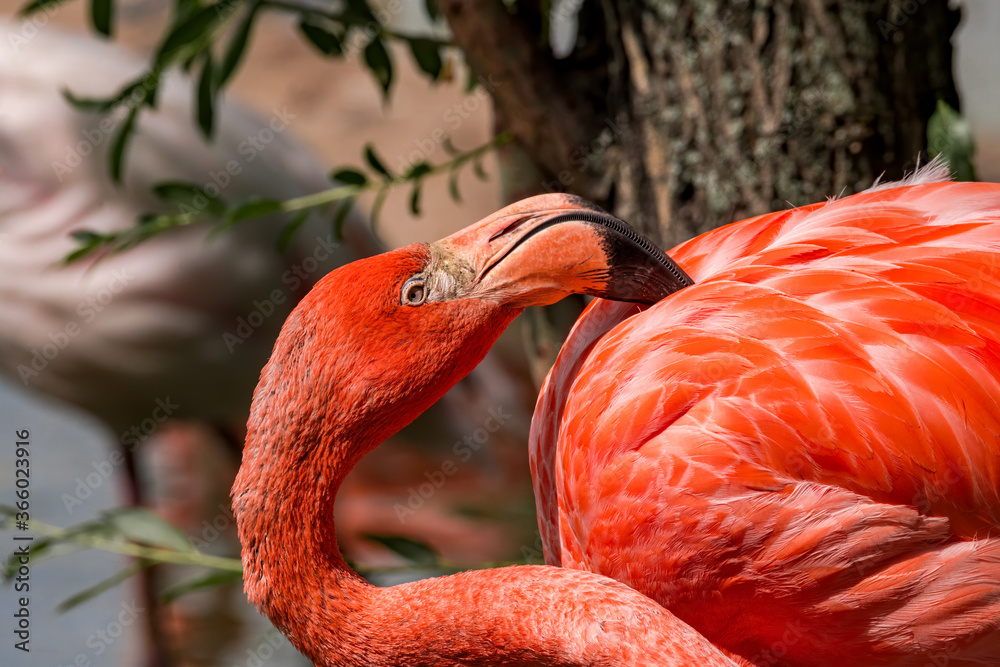Obraz premium Caribbean Flamingo (Phoenicopterus ruber)