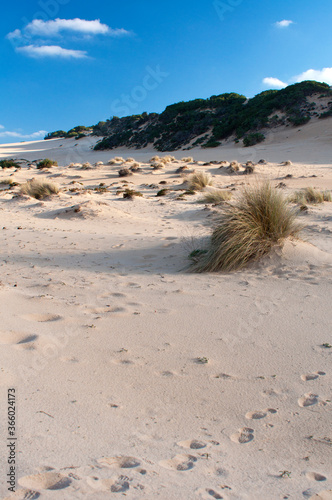 Dunes, Piscinas beach, Arbus, Medio Campidano Province, Sardinia, Italy, Europe photo