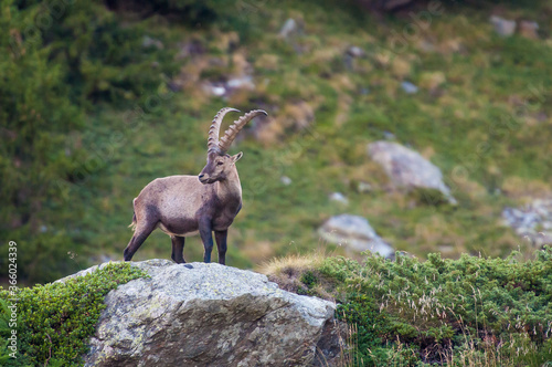 Plakat w ramie Wild ibex