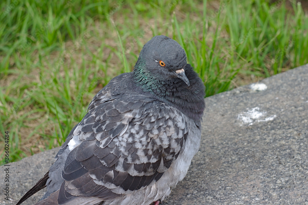 Fototapeta premium portrait of an ordinary city pigeon