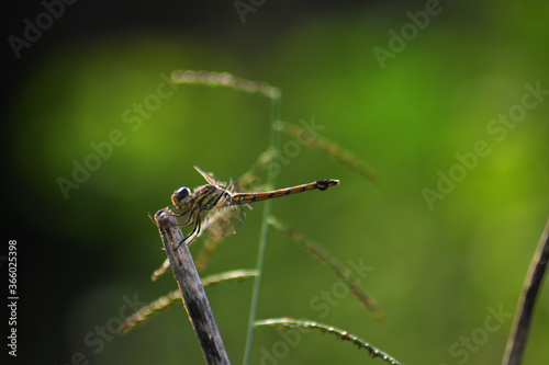 dragonfly on the grass