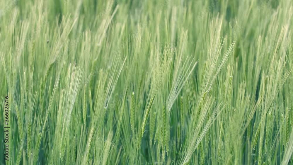 Green, spring barley stems waving slowly in the wind, sunny day, on the countryside of Bavaria, Germany - Static shot - Hordeum vulgare Green, spring barley stems waving slowly in the wind, sunny day, on the countryside of Bavaria, Germany - Static shot - Hordeum vulgare