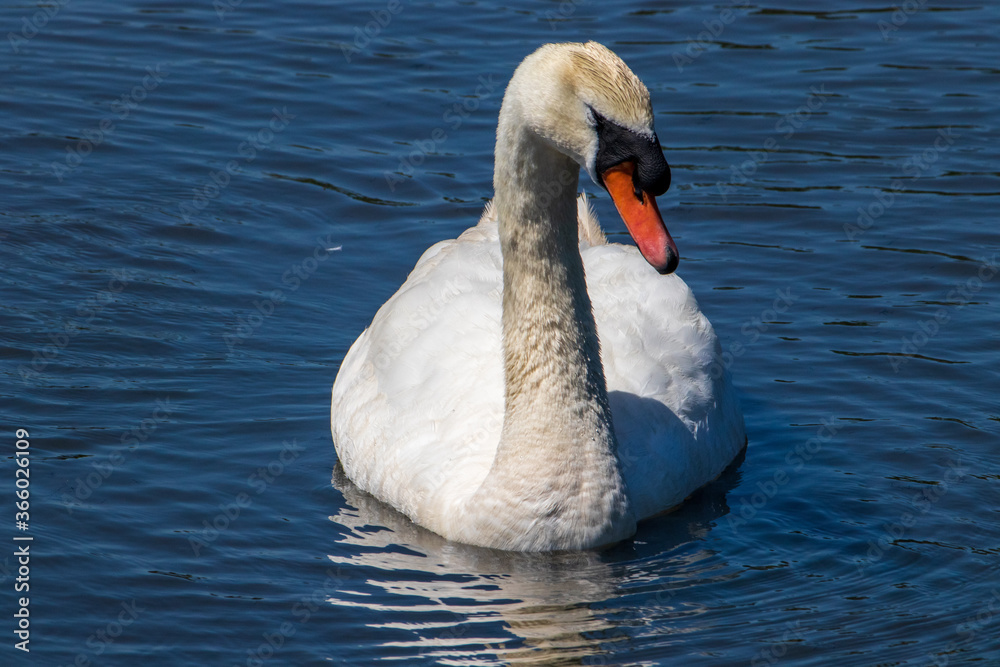 swan on the lake swan on the lake