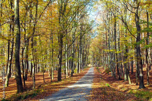 Autumn forest road in deciduous beech woodland