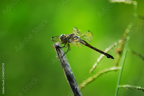 close up of a dragonfly