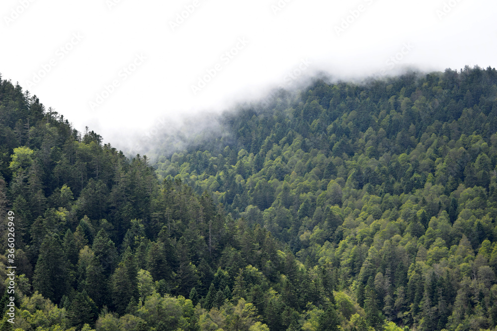 mountains in contrast to the fog mountains in contrast to the fog