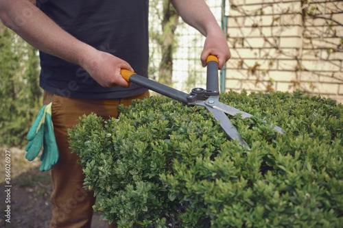 Male in casual clothes is trimming a green bush using hedge shears on his backyard. Gloves in pocket. Worker landscaping garden. Sunny day. Close up