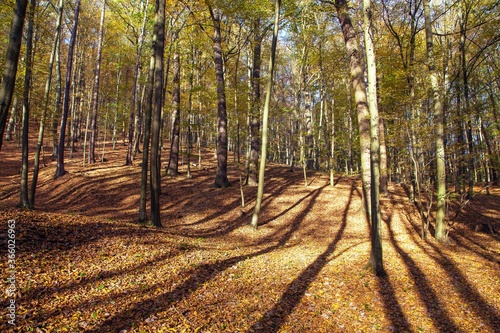 Autumn forest, deciduous beech trees, Chriby, Czechia photo