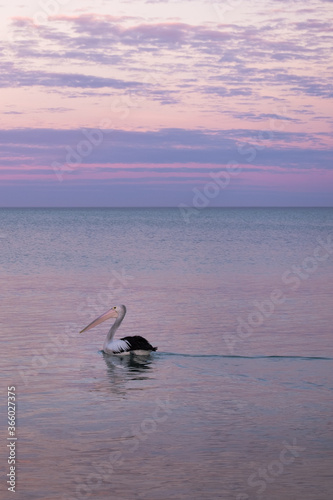 Wild pelican swimming at the sea. Sunset time, pink sky. Black and white feathers, pale pink beak. Vertical picture. Whyalla, Eyre Peninsula, South Australia