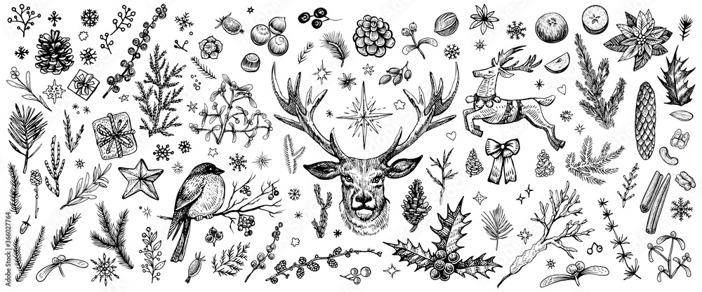 Winter forest hand drawn vector. Vintage Christmas plants. Sketched woodland evergreens clipart.