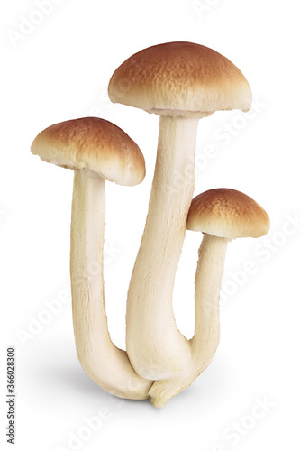 honey fungus mushrooms isolated on white background with clipping path and full depth of field