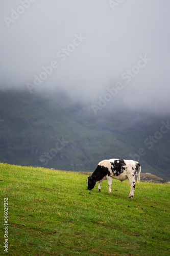 One black and white color cow on green sloped field in fore ground. Mountain covered with low cloud in background. Nobody. Simple agriculture background. Copy space.