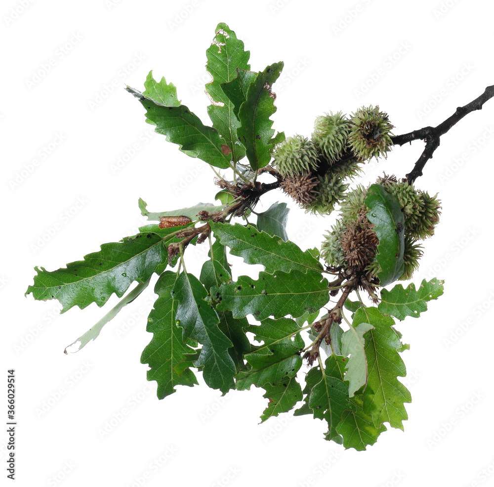 Green oak leaves on branch with acorn seeds isolated on white background, macro and clipping path Green oak leaves on branch with acorn seeds isolated on white background, macro and clipping path
