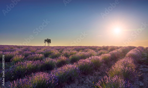 Lavender fields and trees at sunset. Santa Luce, Tuscany, Pisa, Italy