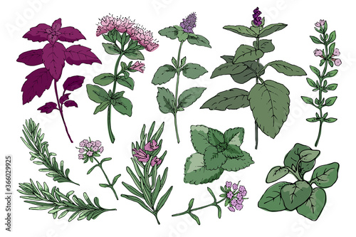 Vector set with culinary spicy herbs.  Rosemary, thyme, mint, oregano, melissa, green and purple cinnamon basil and Italian basil with leaves and flowers. Herbal sketch.