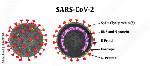 Structure of the SARS-CoV-2 coronavirus molecule in full and in section. 3D Render, 3D Illustration photo