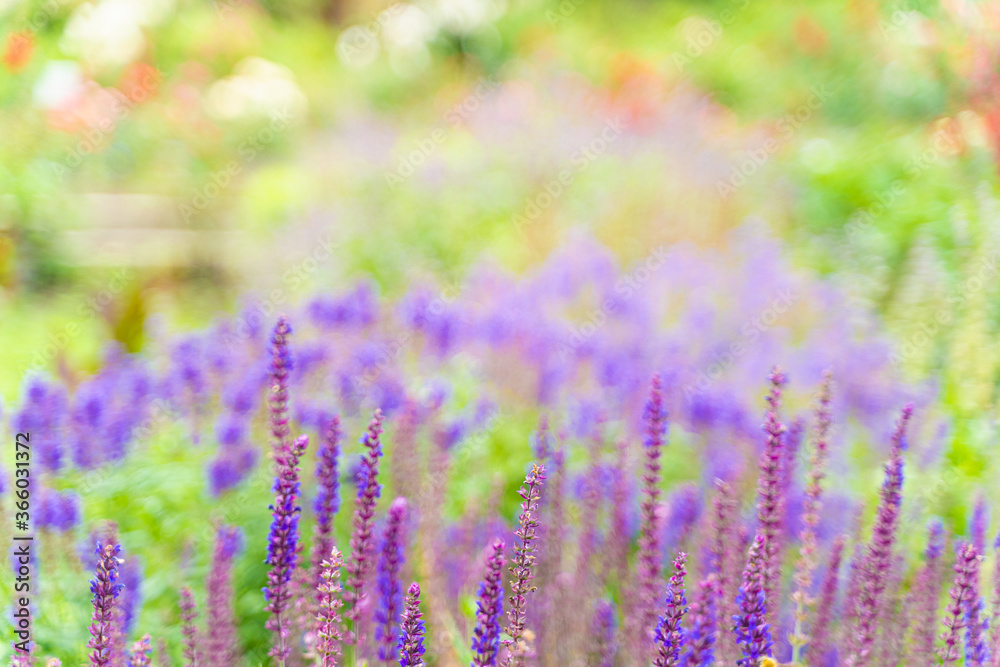 Obraz premium field of lavender