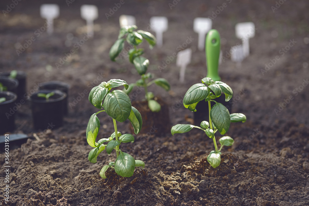 Fotografie Just planted green basil sprouts in soil