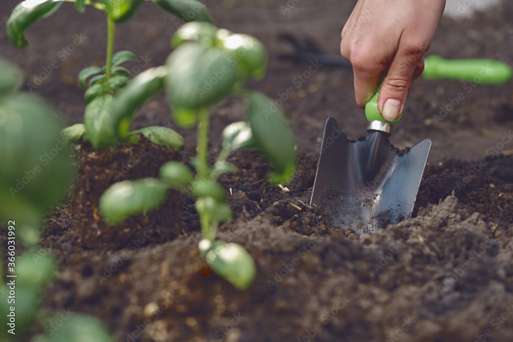 Φωτογραφία Hand of unrecognizable female is digging by small garden shovel near planted young green basil seedlings in soil