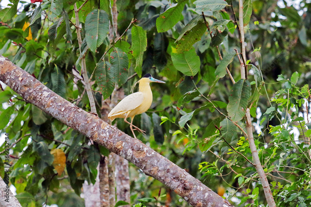 Εκτύπωση καμβά Capped heron sitting on a tree branch along the Aquidauana river in the Brazilia