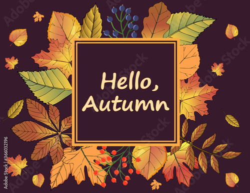 Greeting card Hello autumn.Sign Hello autumn on the background of autumn leaves.The leaves are yellow gold and purple.Sprigs of red and black mountain ash.vector illustration.