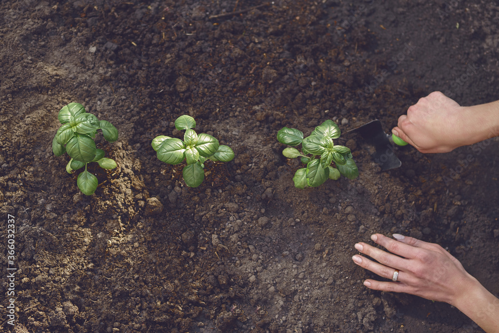 Φωτογραφία Hands of unrecognizable woman agronomist are digging by small garden shovel, planting green basil sprouts or plants in fertilized ground