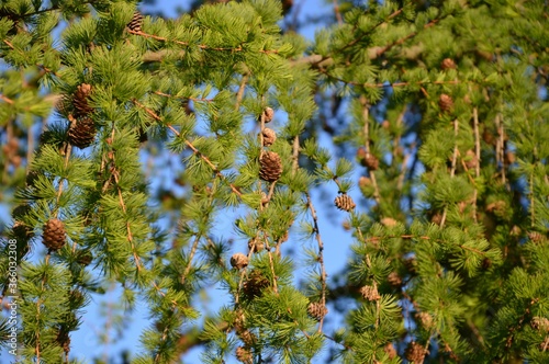 blue sky and green leaves