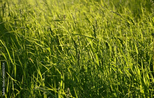 green grass background