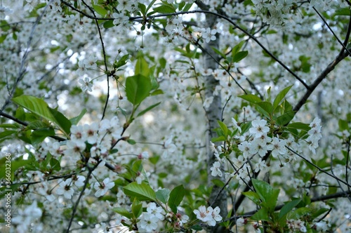 spring in the forest