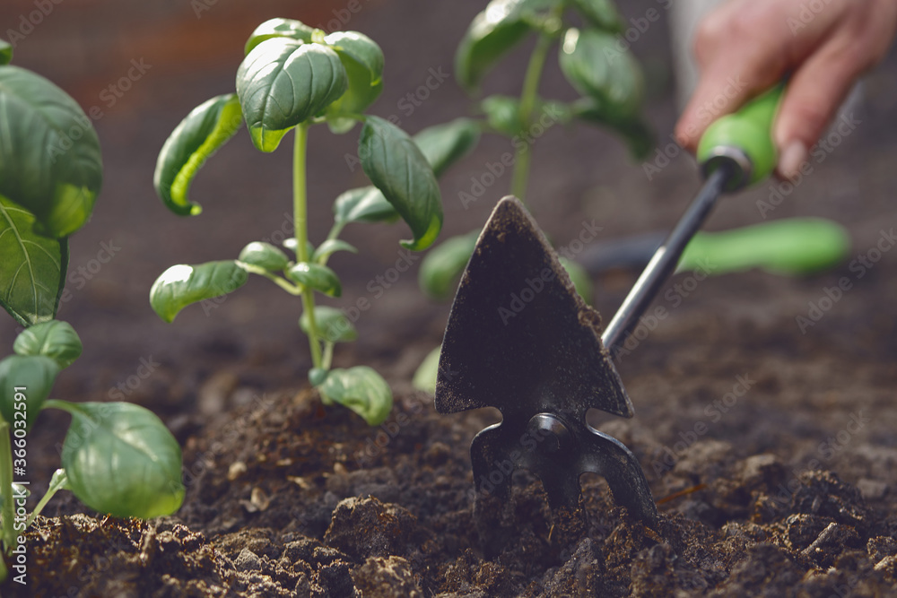 Φωτογραφία Hand of unrecognizable girl is loosening ground by small garden hoe, planting green basil seedlings in fertilized black soil