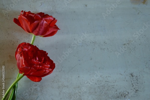 red and white tulips