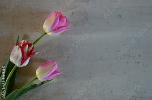 bouquet of tulips greeting card background