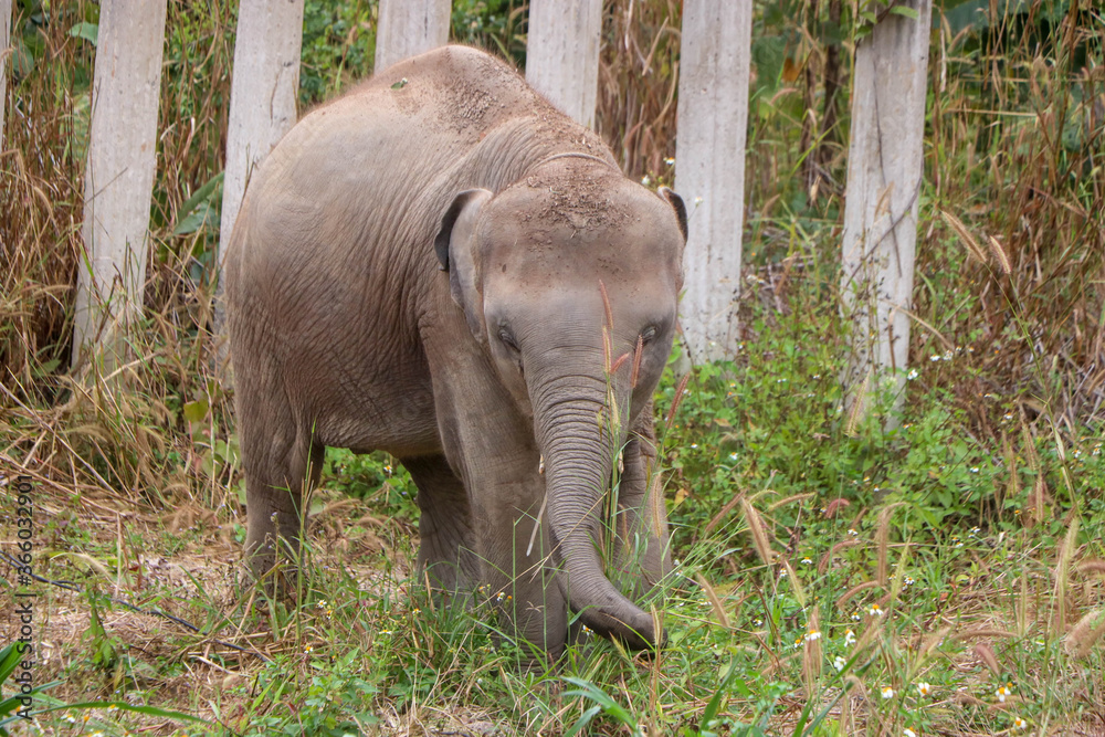 Fototapeta premium Baby elephant