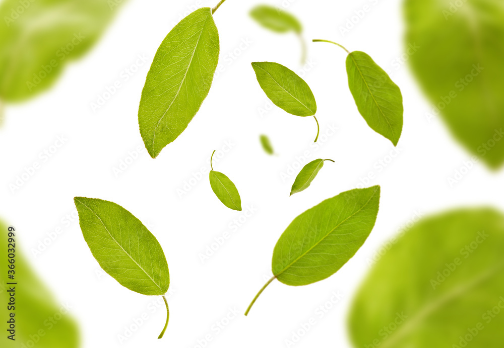 Flying light green leaves of plum tree or tea, isolated on white background. Botanical pattern, collage. Close up, copy space, top view Flying light green leaves of plum tree or tea, isolated on white background. Botanical pattern, collage. Close up, copy space, top view