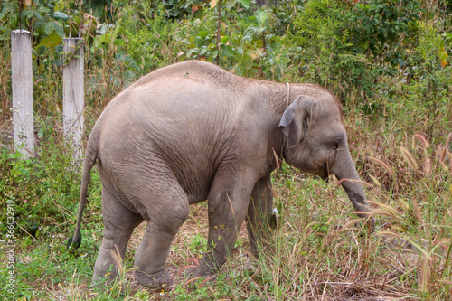 Baby elephant