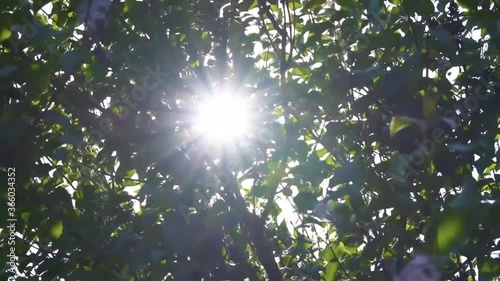 Rays of sunlight shines between the leaves of the tree. The branches are blown by the wind.