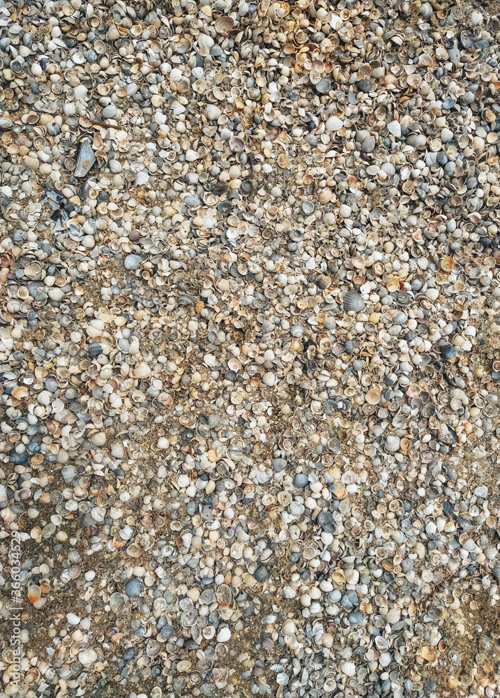 The texture of small and large, multi-colored sea shells. Photograph, top view. The texture of small and large, multi-colored sea shells. Photograph, top view.