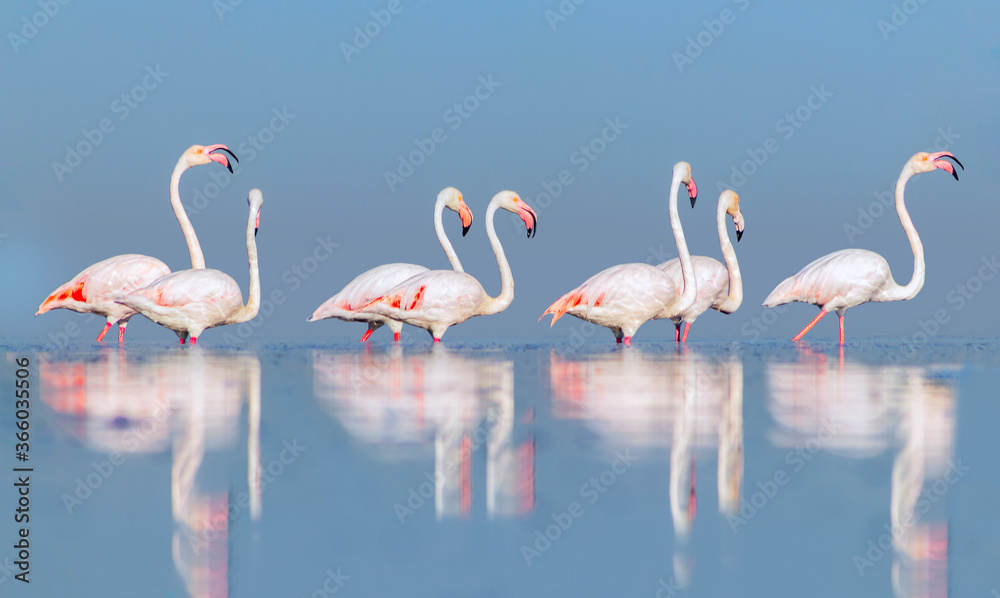 Fototapeta Dzikie ptaki afrykańskie. Grupa ptaków różowych flamingów afrykańskich spacerujących po błękitnej lagunie w słoneczny dzień.