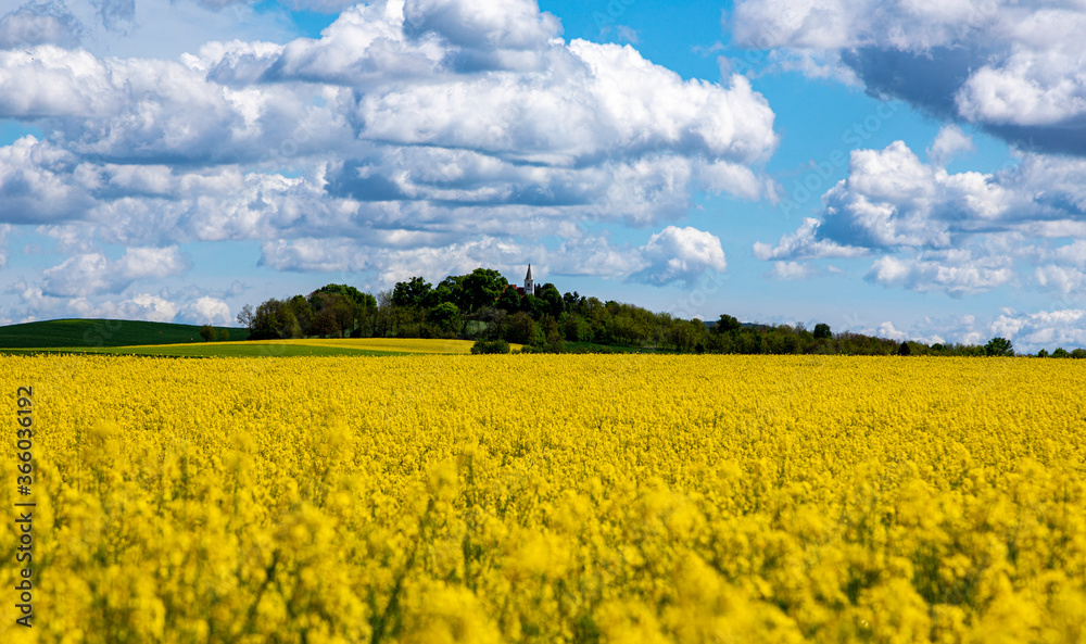 Field of rapeseed (canola) with beautiful cloud scape - plant for green energy