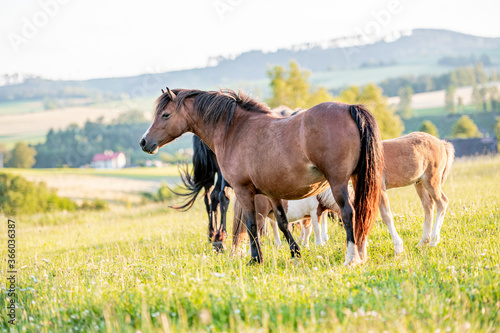 Cute little adorable horse foal in sunset on meadow. Fluffy beautiful healthy little horse filly. © Eliška